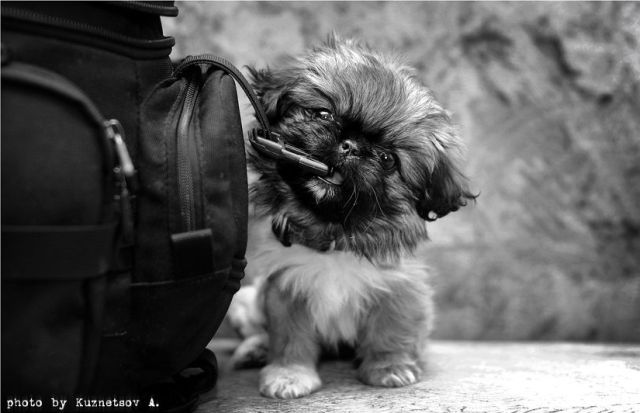 These funny animals (37 pics)