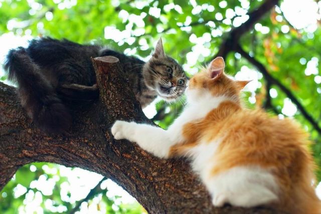 These funny animals (37 pics)