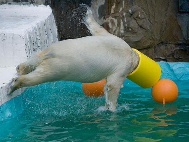 These funny animals (37 pics)