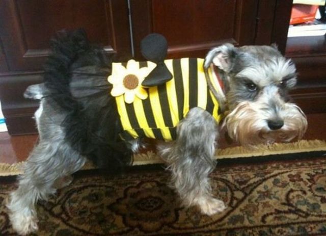 These funny animals (37 pics)