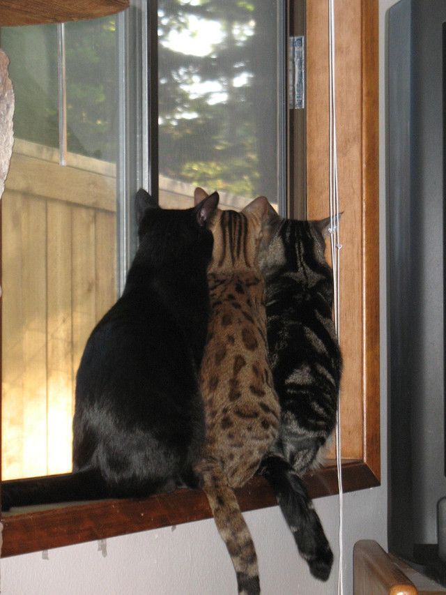 These funny animals (37 pics)