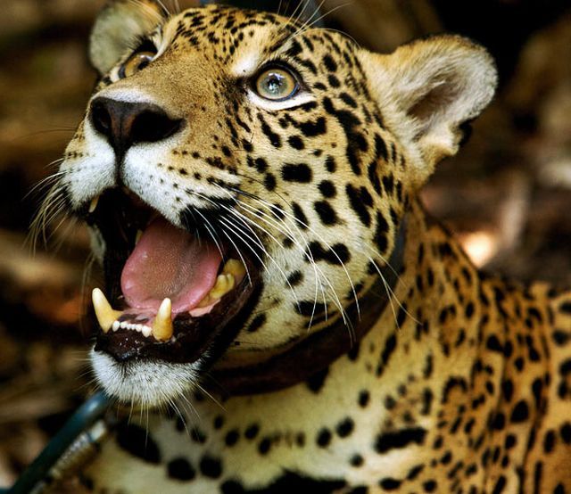 These funny animals (37 pics)