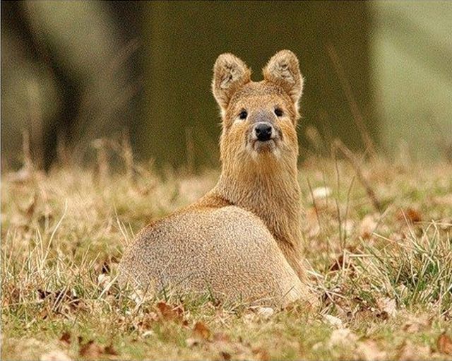 These funny animals (37 pics)