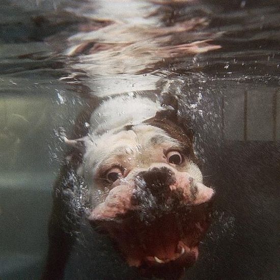 These funny animals (37 pics)
