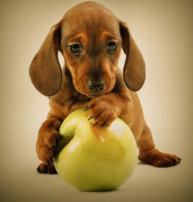 These funny animals (37 pics)