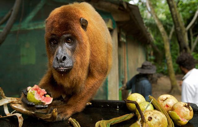These funny animals (37 pics)