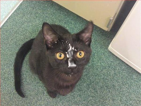 These funny animals (37 pics)