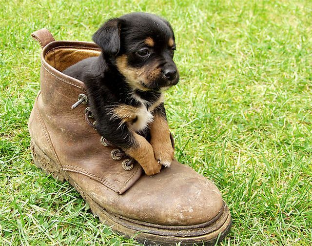 These funny animals (37 pics)