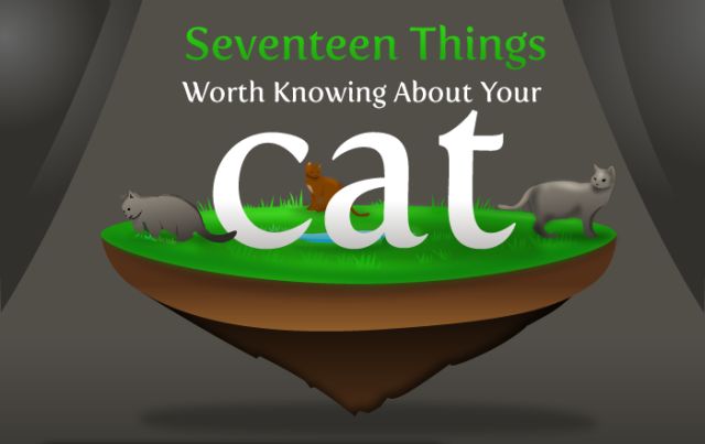 Interesting Facts about Your Cat (8 pics)