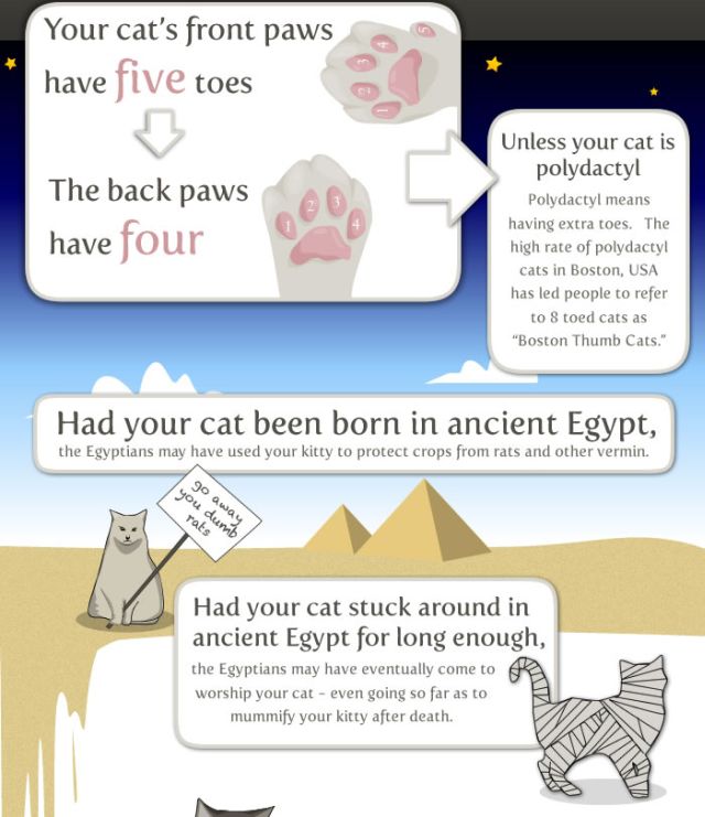 Interesting Facts about Your Cat (8 pics)