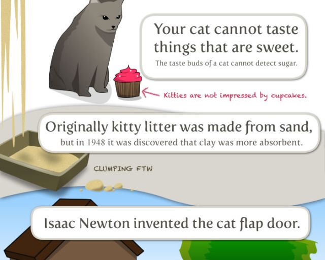 Interesting Facts about Your Cat (8 pics)
