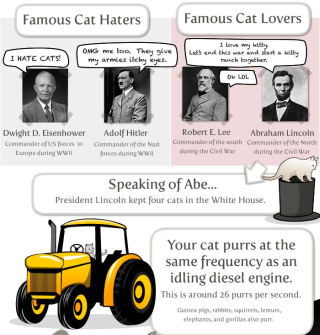 Interesting Facts about Your Cat (8 pics)