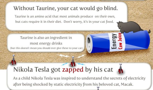 Interesting Facts about Your Cat (8 pics)