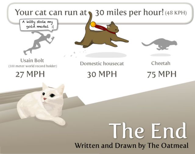 Interesting Facts about Your Cat (8 pics)