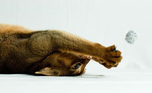 These funny animals (35 pics)
