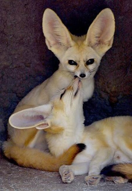 These funny animals (35 pics)