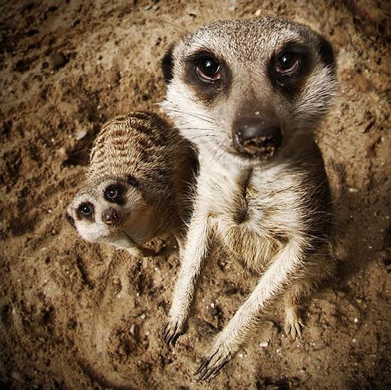 These funny animals (35 pics)