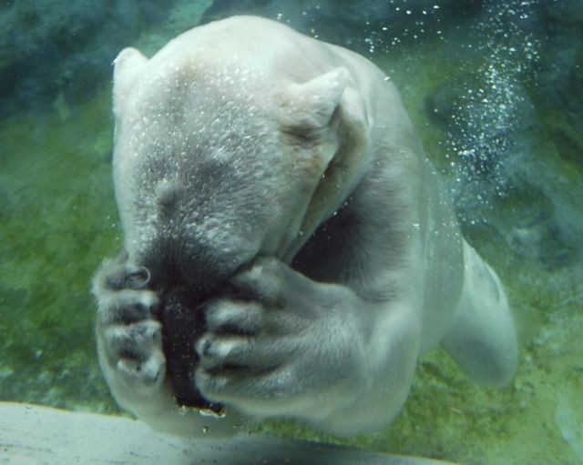 These funny animals (35 pics)