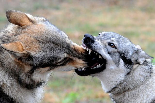 These funny animals (35 pics)