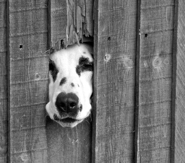 These funny animals (35 pics)