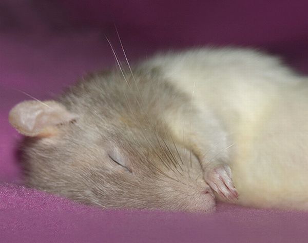 These funny animals (35 pics)
