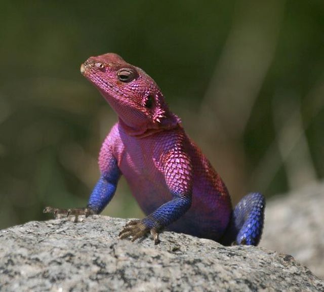 These funny animals (35 pics)