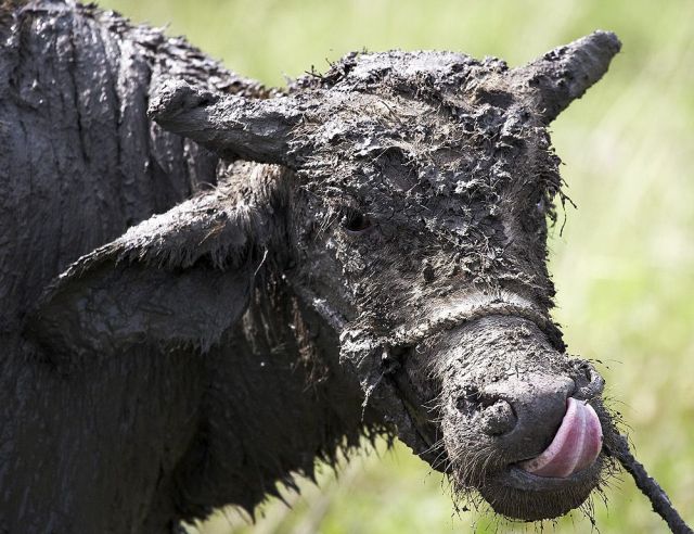 These funny animals (35 pics)