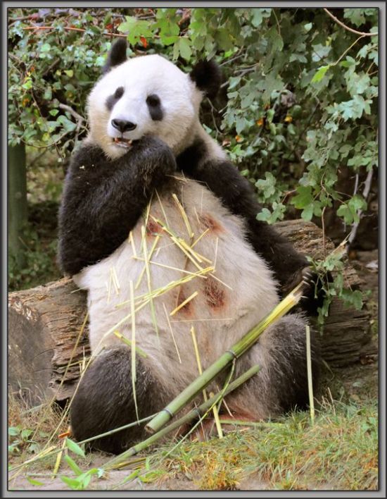 These funny animals (35 pics)