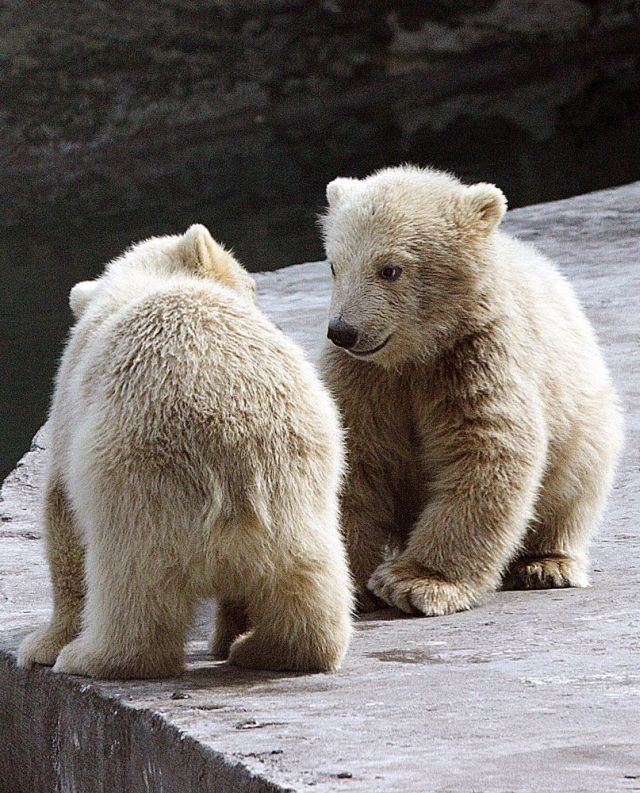 These funny animals (35 pics)