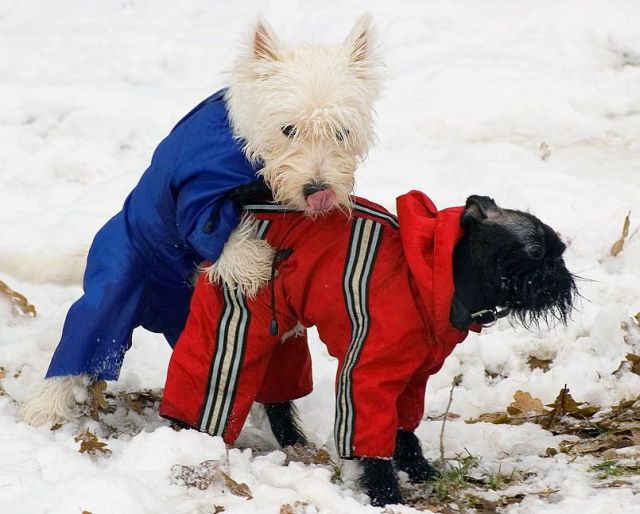 These funny animals (35 pics)