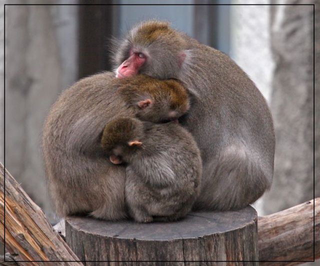 These funny animals (35 pics)