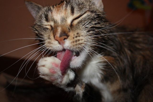 These funny animals (35 pics)