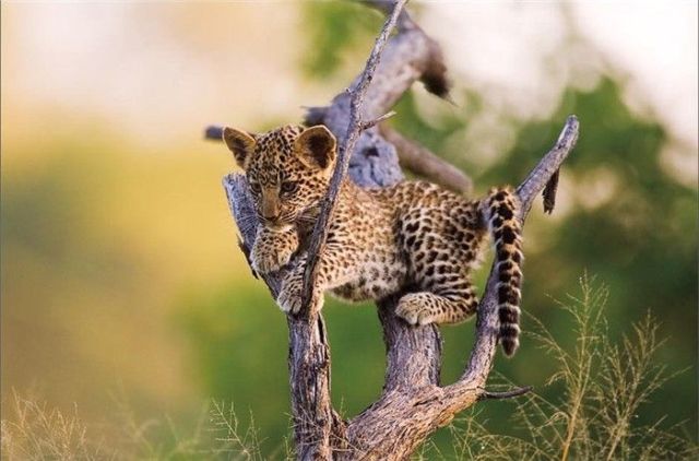 These funny animals (35 pics)