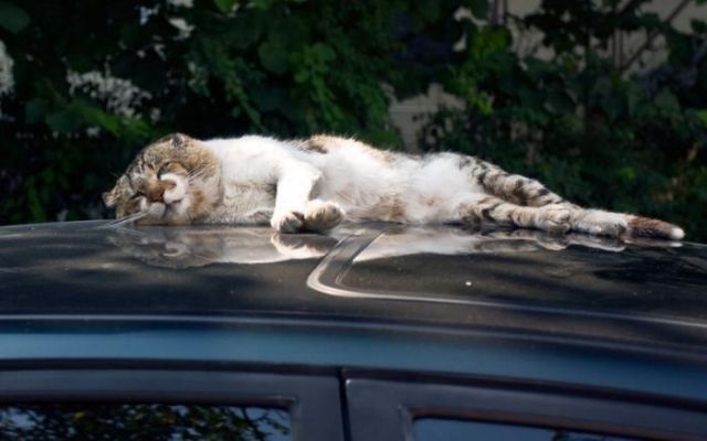 These funny animals (35 pics)