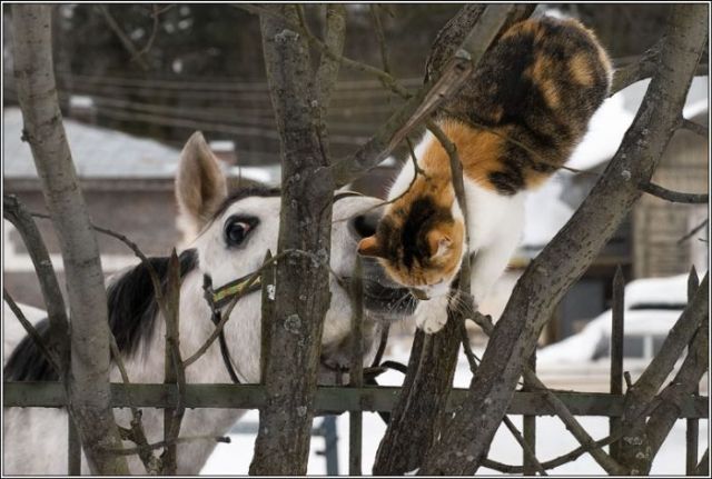These funny animals (35 pics)