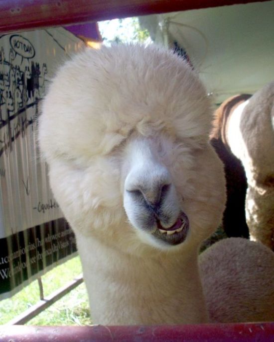 These funny animals (35 pics)