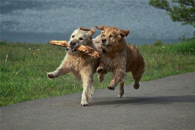 These funny animals (35 pics)