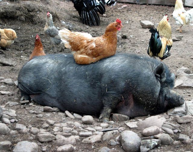 These funny animals (35 pics)