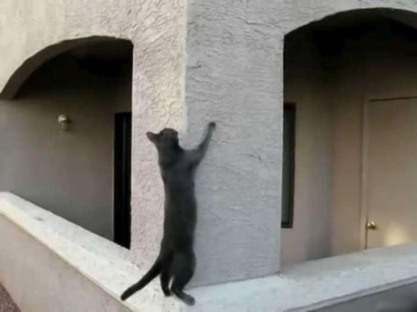 These funny animals (35 pics)