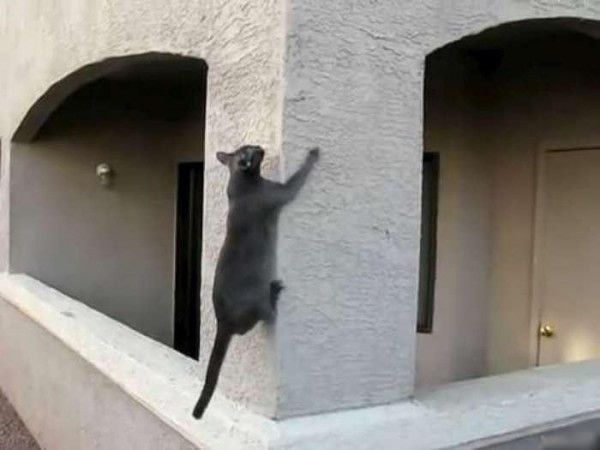 These funny animals (35 pics)