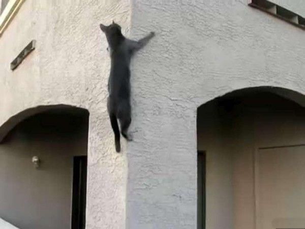 These funny animals (35 pics)