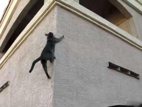 These funny animals (35 pics)