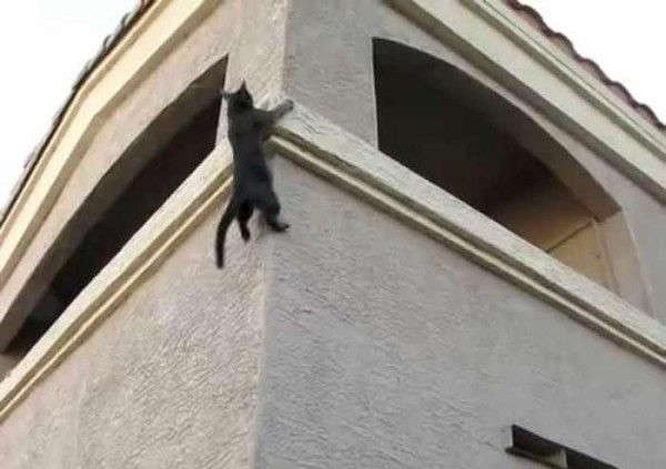 These funny animals (35 pics)