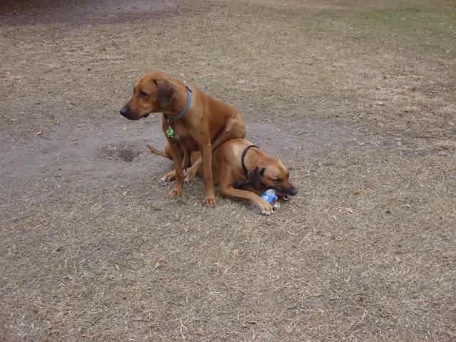 These funny animals (35 pics)