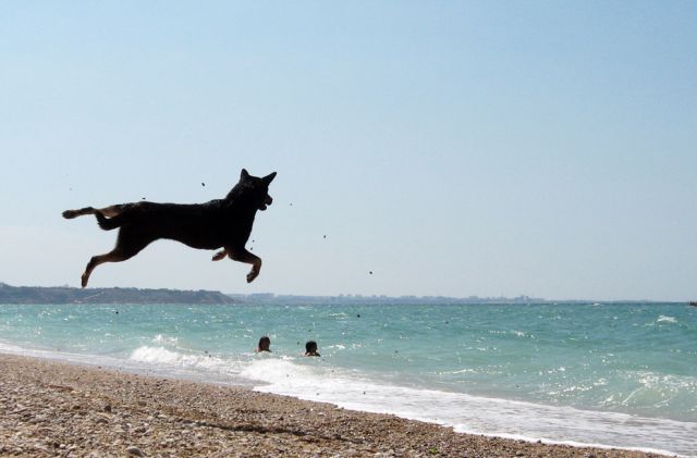These funny animals (35 pics)