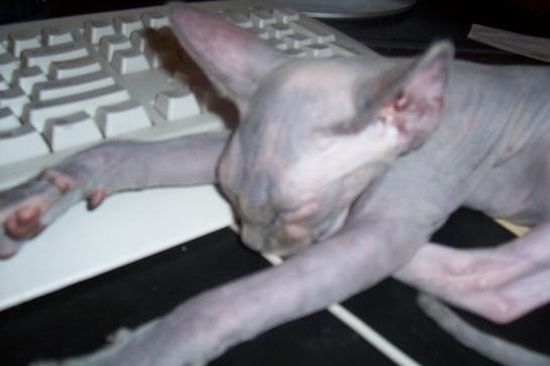 These funny animals (35 pics)