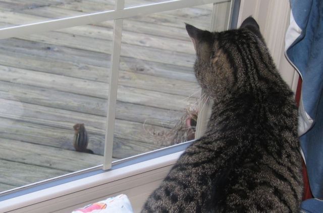 These funny animals (35 pics)
