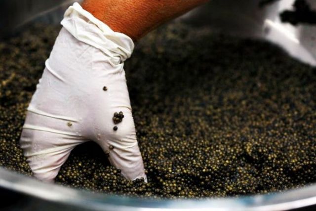 How They Make Black Caviar (24 pics)