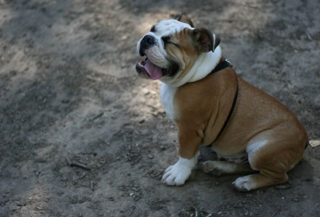 Gift for a Loved Pet (5 pics)