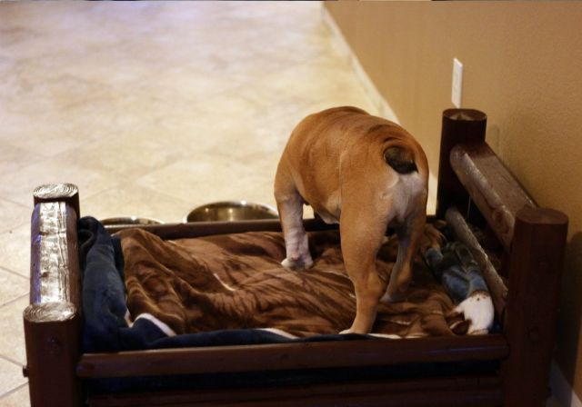 Gift for a Loved Pet (5 pics)